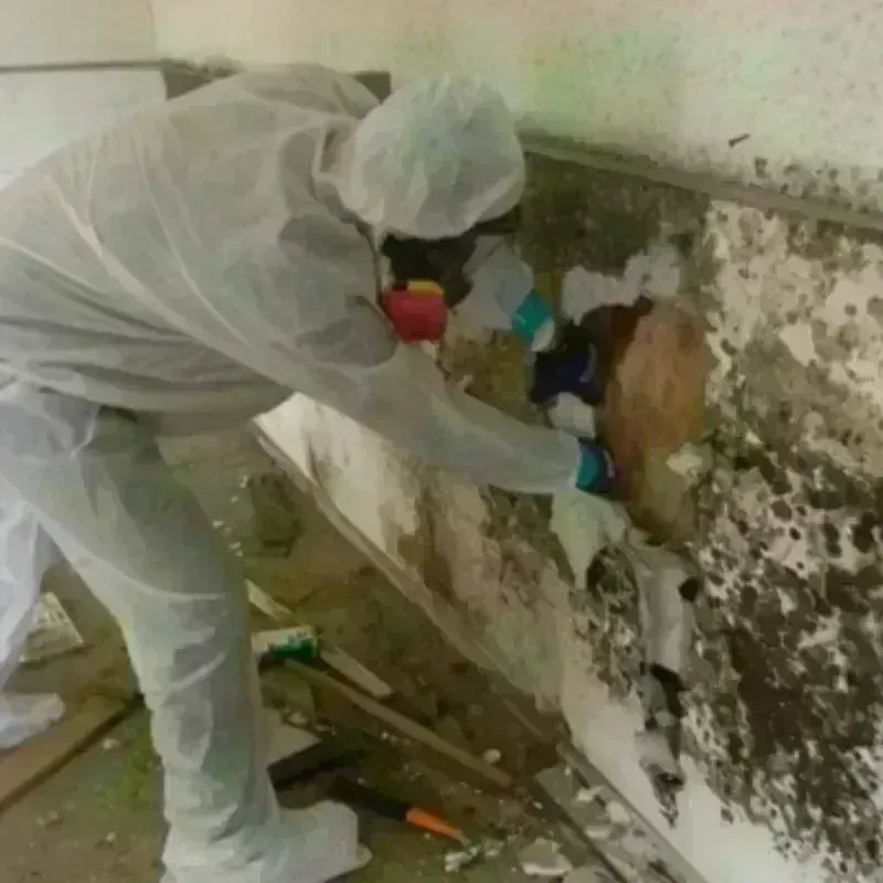 Mold Remediation and Removal in Goliad, TX